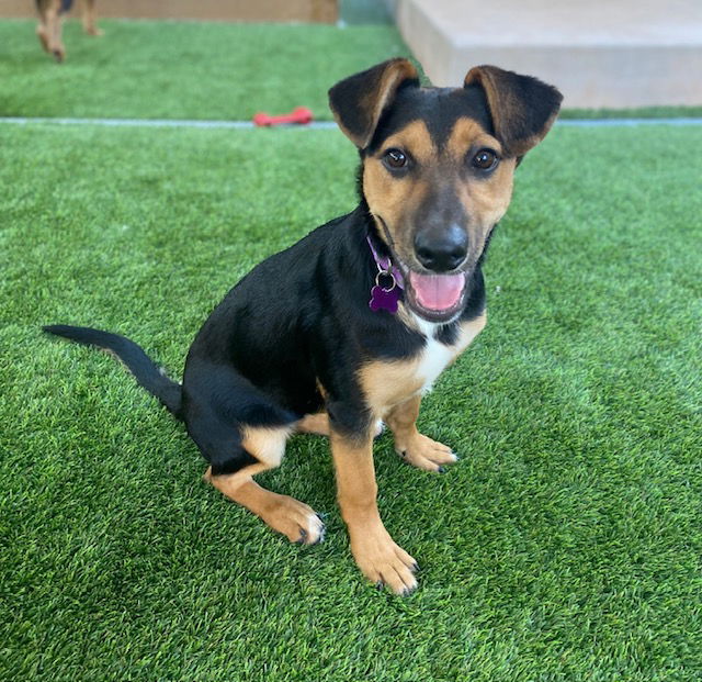 adoptable Dog in Marina Del Rey, CA named Holly