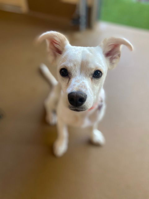 adoptable Dog in Marina Del Rey, CA named Sonny