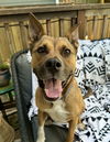 adoptable Dog in  named Nala