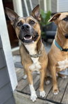 Nala - Photo 2