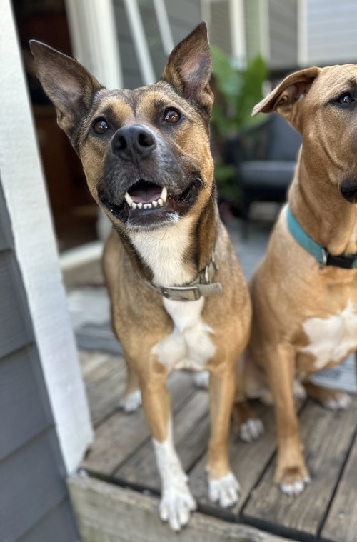 NALA - Shepherd / Boxer available for adoption