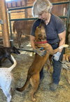 Nala - Photo 3