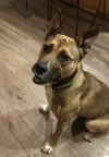 Nala - Photo 4