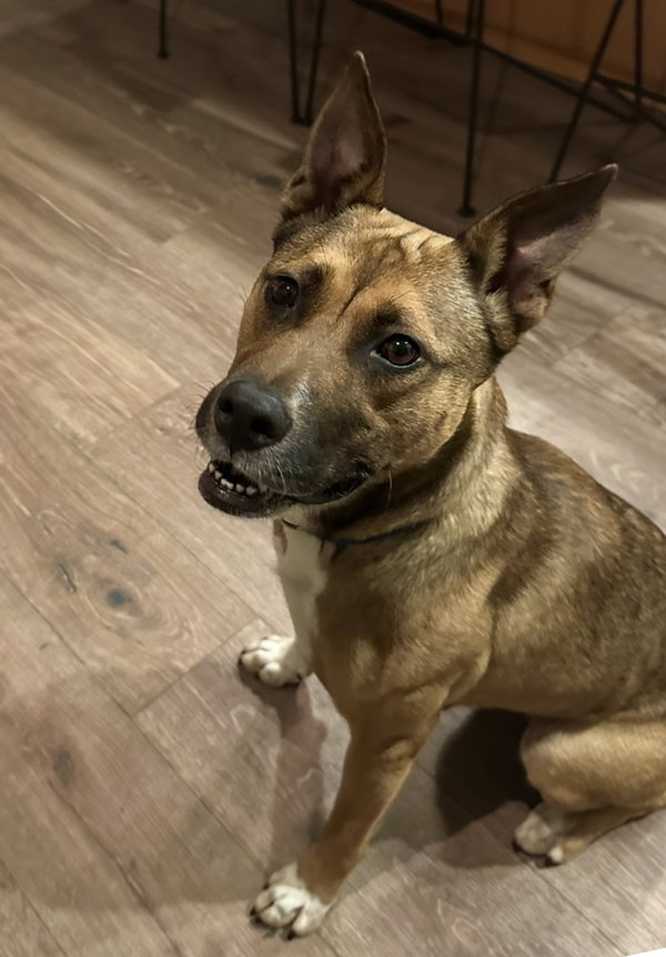 Nala