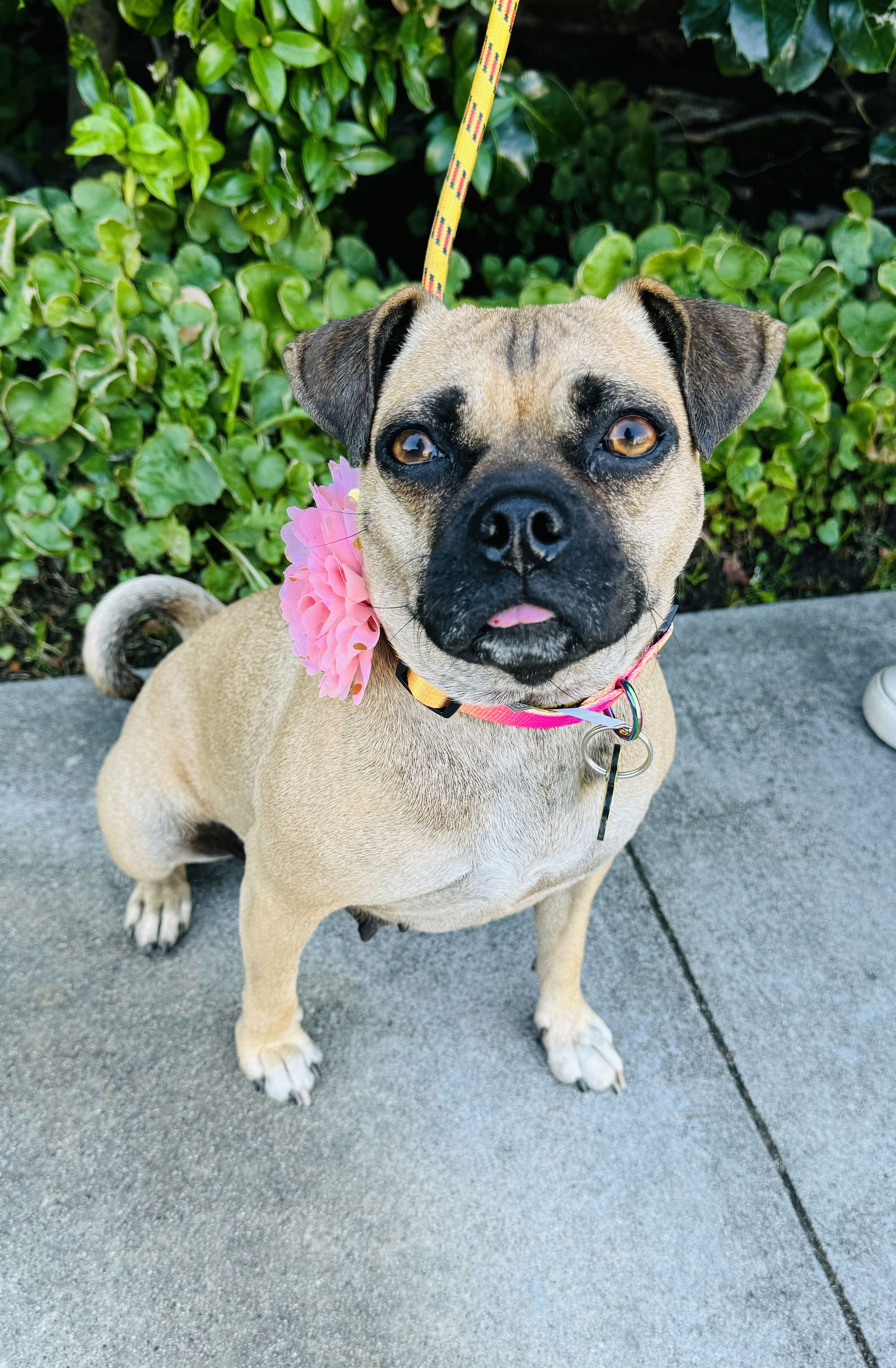 adoptable Dog in Marina Del Rey, CA named Gemma