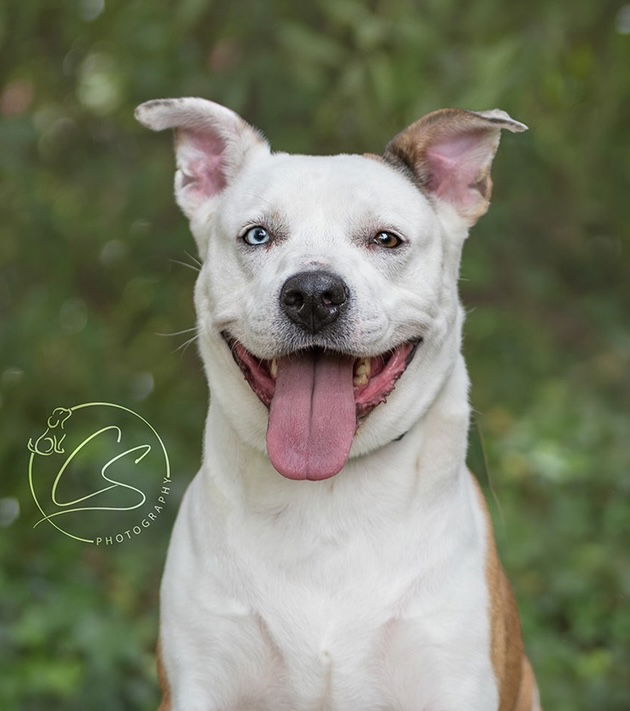 adoptable Dog in Marina Del Rey, CA named Luna Girl