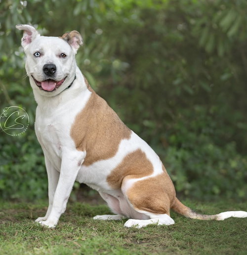 LUNA GIRL - Cattle Dog / Husky available for adoption