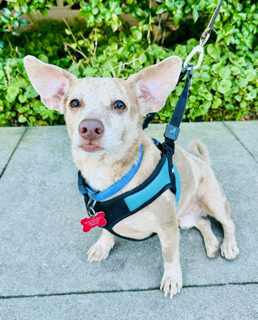 adoptable Dog in Marina Del Rey, CA named Elliott