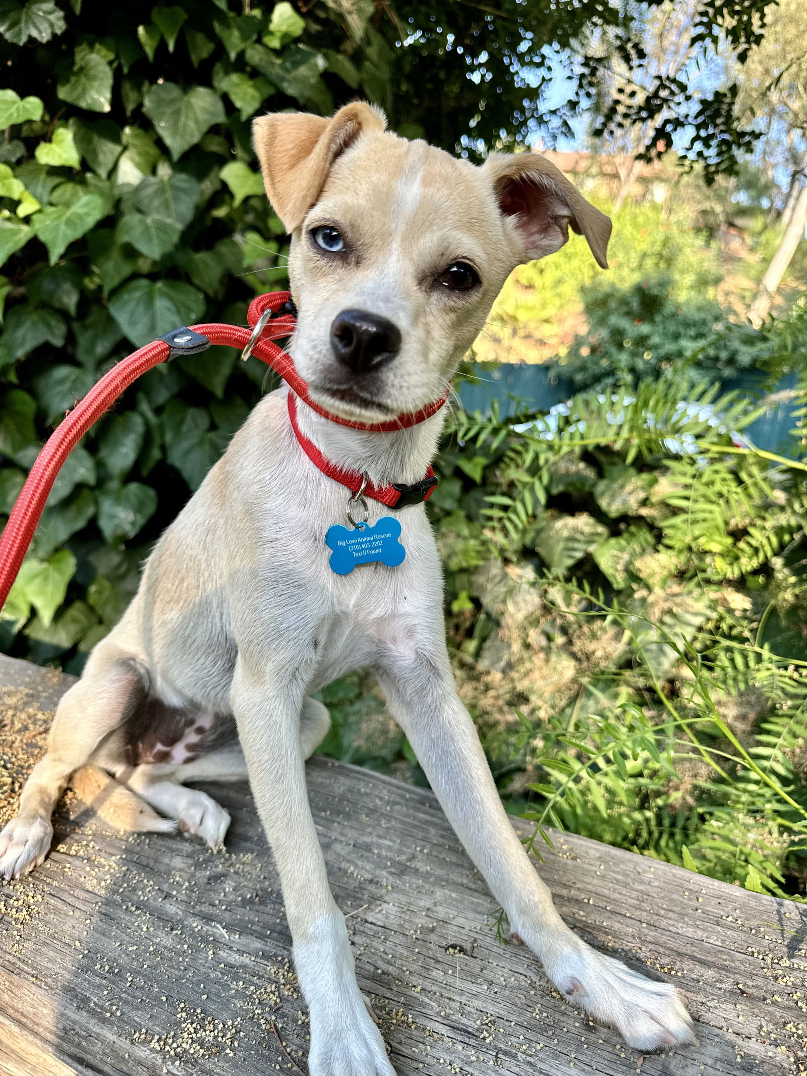 adoptable Dog in Marina Del Rey, CA named Ellie Mae