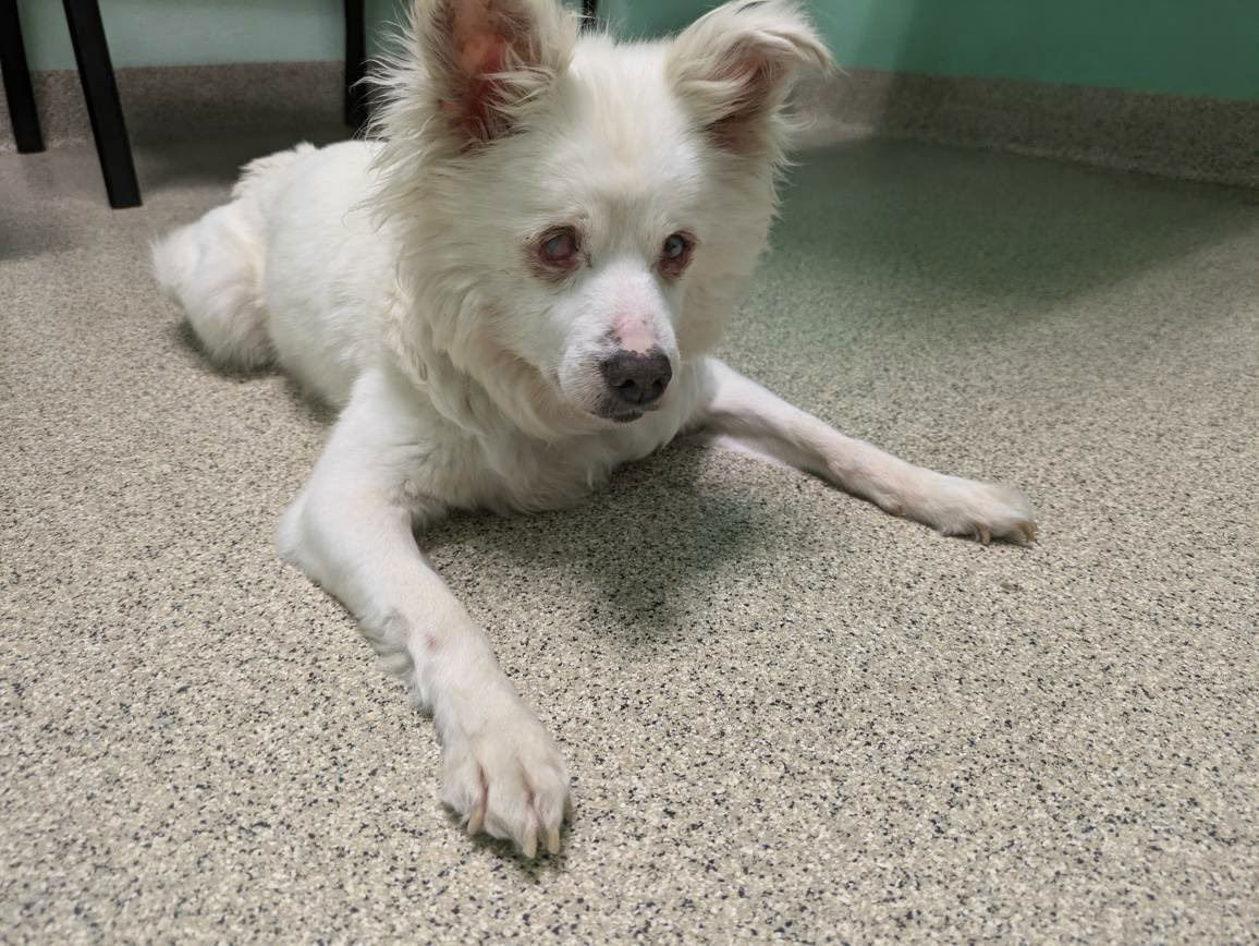 adoptable Dog in Marina Del Rey, CA named Lucy
