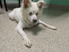 adoptable Dog in  named Lucy