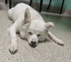 Lucy - Photo 2