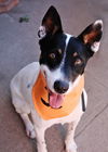 adoptable Dog in  named Robin