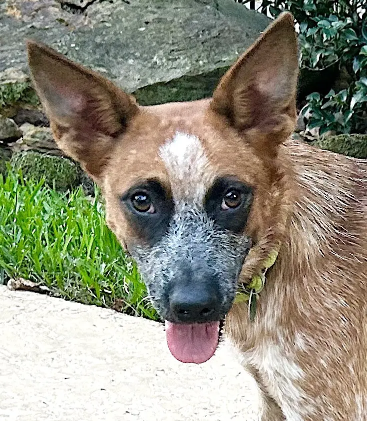 Bam Bam Red Heeler - Red Heeler