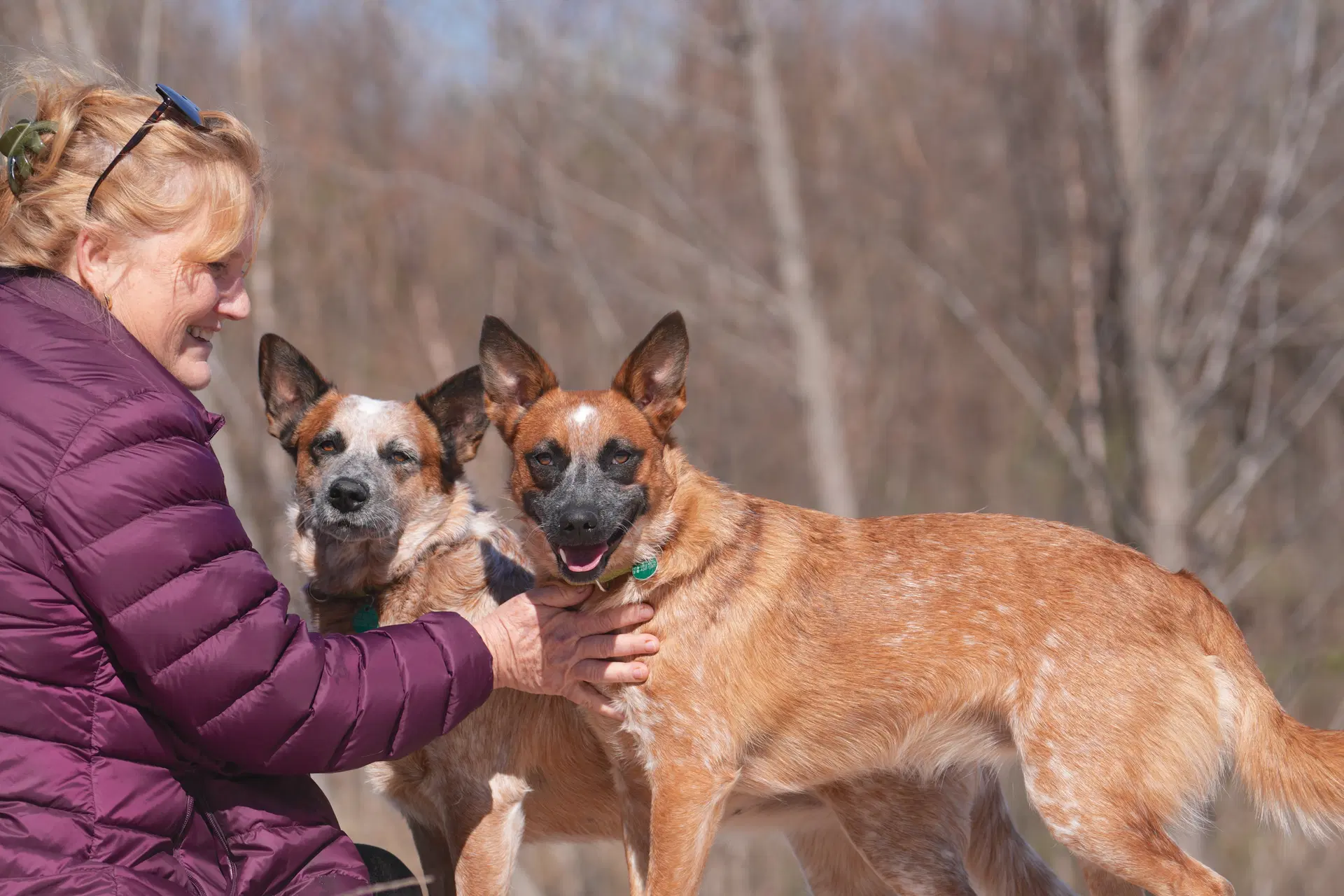 Bam Bam Red Heeler image 2