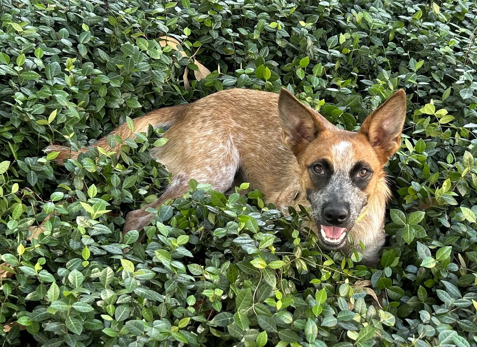 Bam Bam Red Heeler image 3
