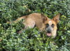 BAM BAM (red heeler) - Photo 3