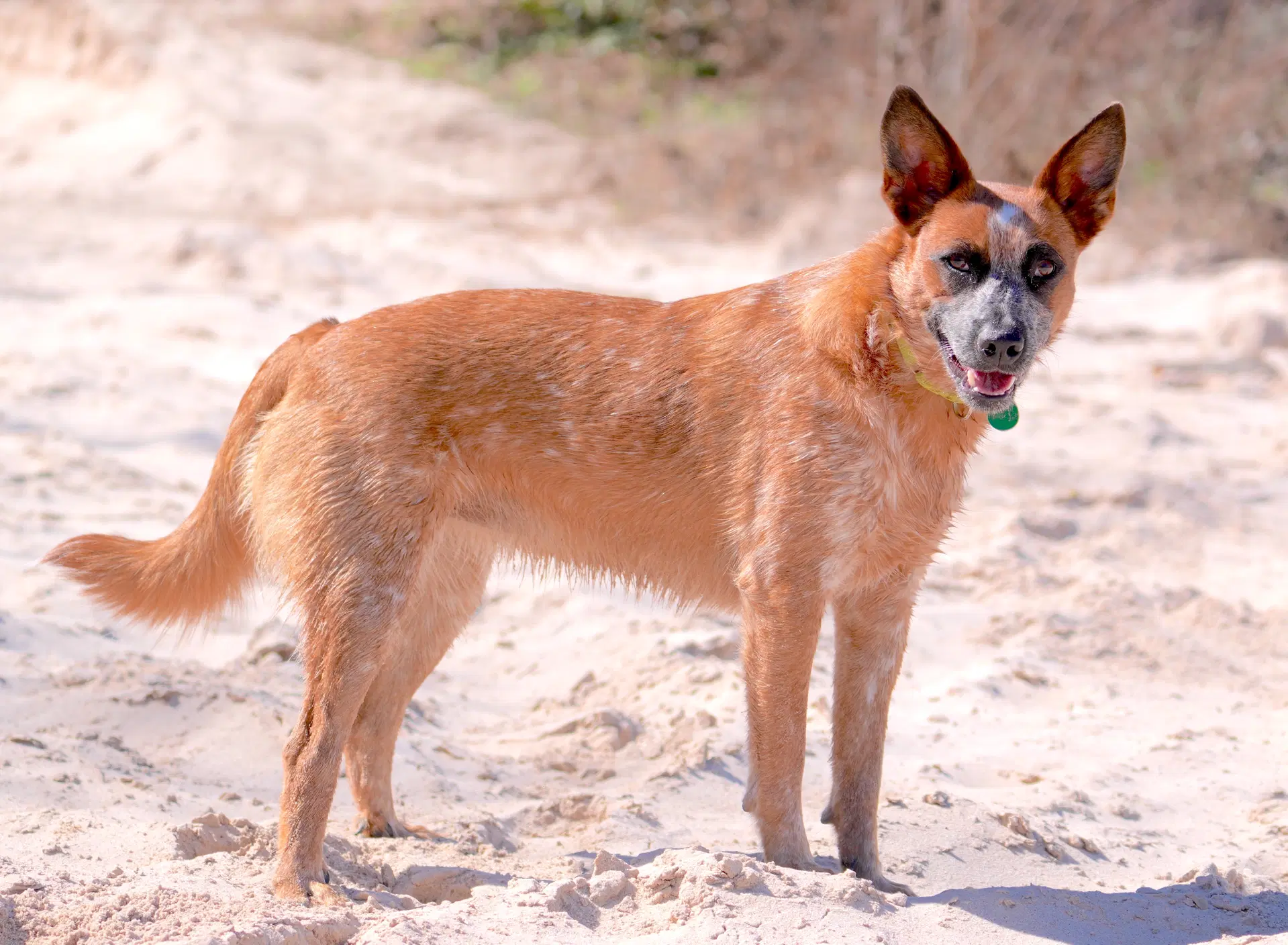 Bam Bam Red Heeler image 4