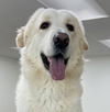 adoptable Dog in marina del rey, CA named Brody
