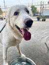 Brody - Photo 2