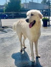Brody - Photo 3