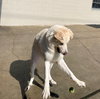 Brody - Photo 4