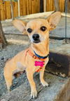 adoptable Dog in Marina Del Rey, CA named Lupita
