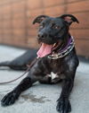 adoptable Dog in  named Ginny