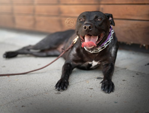 GINNY - American Staffordshire Terrier / American Pit Bull Terrier available for adoption