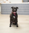 Ginny - Photo 4