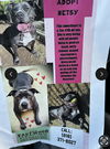 adoptable Dog in marina del rey, CA named Betsy