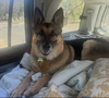 adoptable Dog in  named Hunter