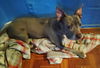 adoptable Dog in  named Darla   contact Sylva