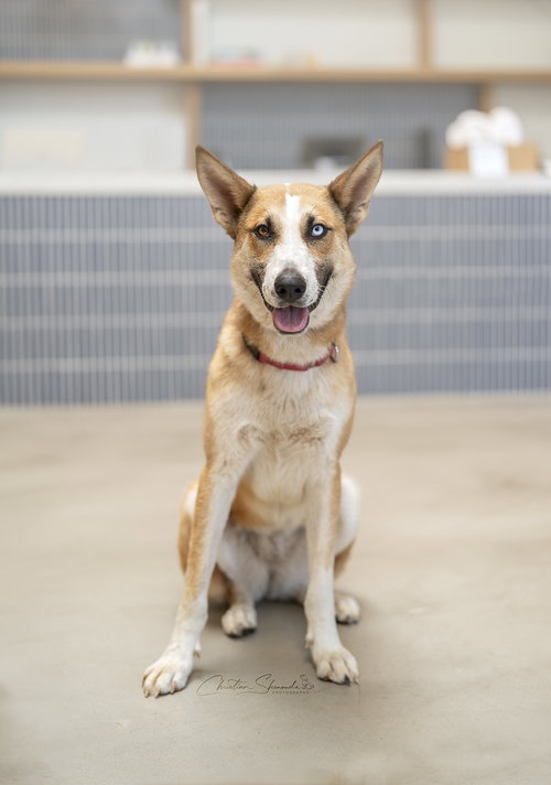 CHANI - Australian Cattle Dog/Blue Heeler / Australian Shepherd available for adoption