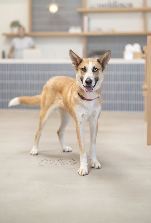 CHANI - Australian Cattle Dog/Blue Heeler / Australian Shepherd available for adoption