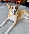 Chani - Photo 1