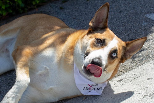 CHANI - Australian Cattle Dog/Blue Heeler / Australian Shepherd available for adoption