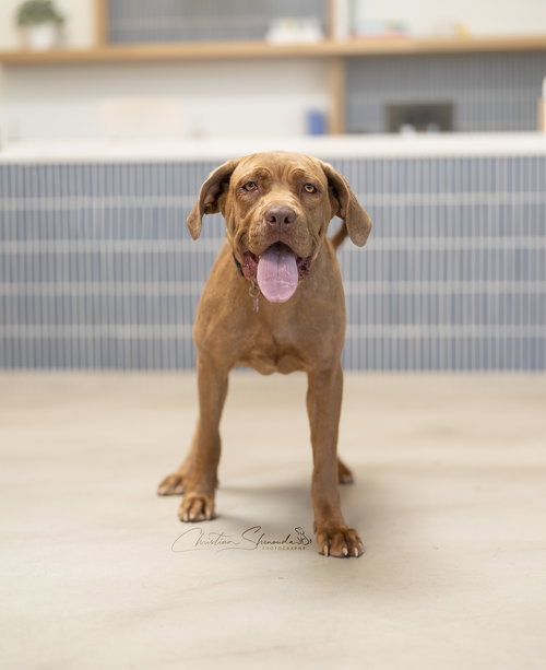 LILY - Mastiff / Labrador Retriever available for adoption