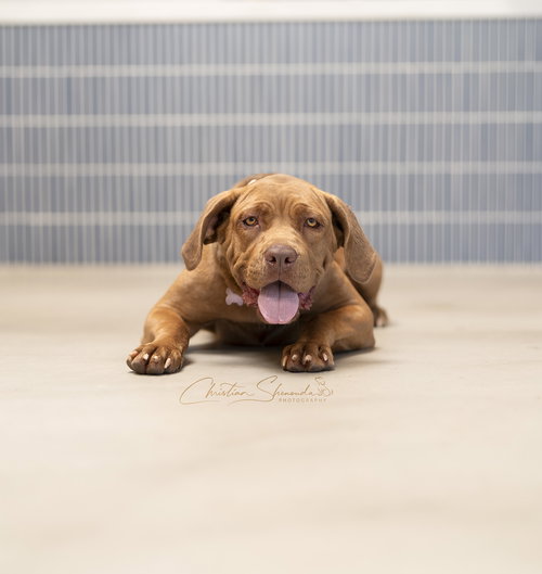 LILY - Mastiff / Labrador Retriever available for adoption