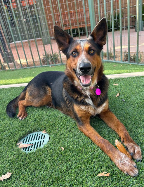 adoptable Dog in Marina Del Rey, CA named Arla Contact-Sylva