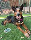 adoptable Dog in marina del rey, CA named Arla   Contact-Sylva