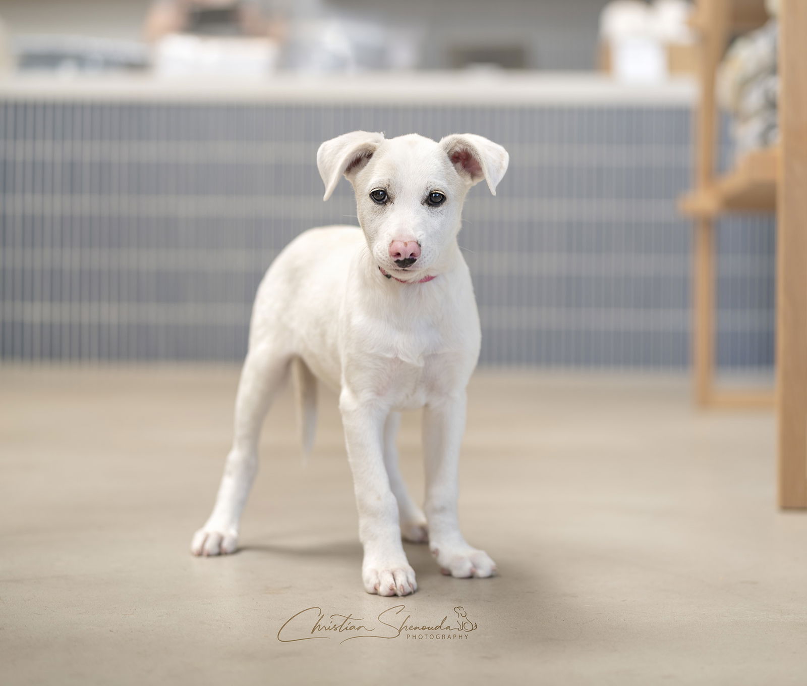 adoptable Dog in Marina Del Rey, CA named Mini Star