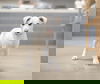 adoptable Dog in  named Mini Star