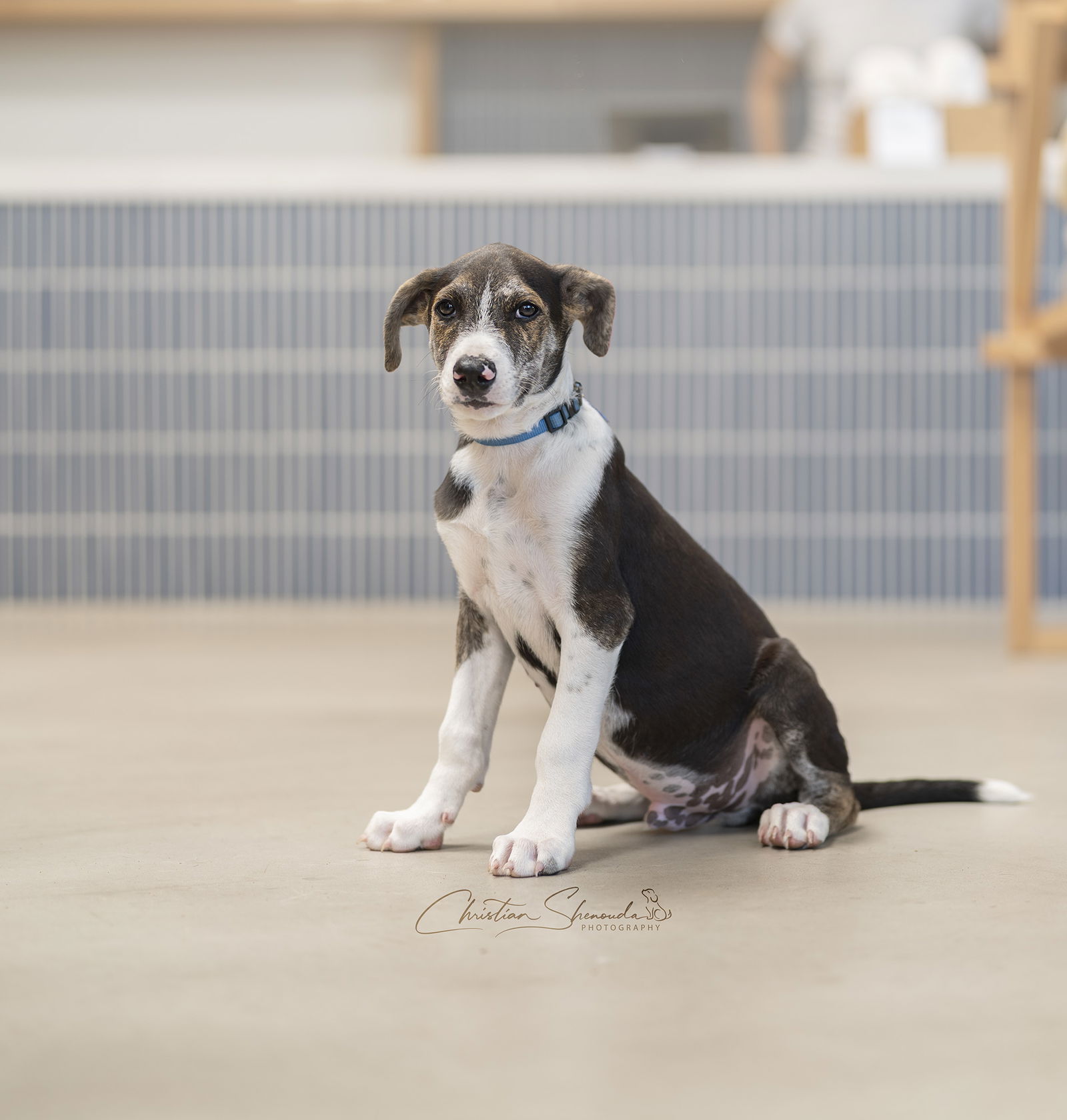 adoptable Dog in Marina Del Rey, CA named Panther