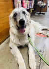 adoptable Dog in  named Pearl