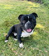 adoptable Dog in marina del rey, CA named Bacon