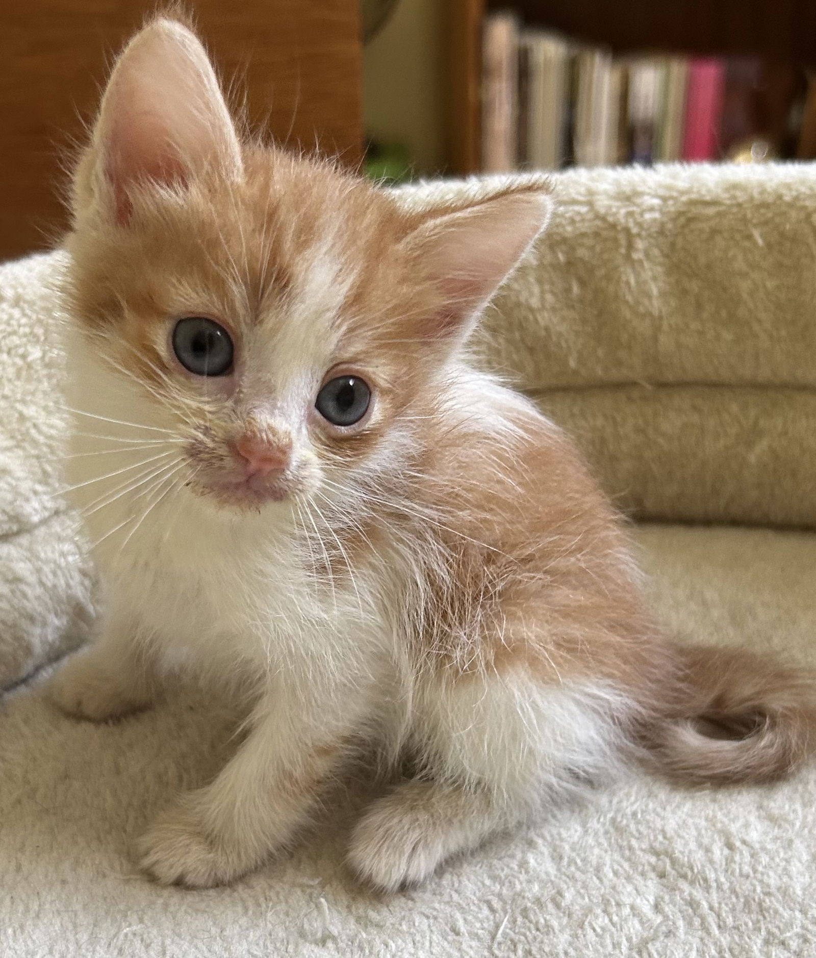 adoptable Cat in Marina Del Rey, CA named ANNIE