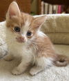 adoptable Cat in marina del rey, CA named ANNIE