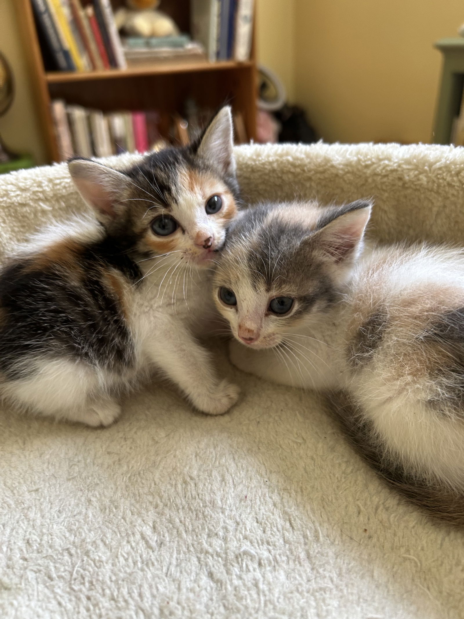 adoptable Cat in Marina Del Rey, CA named Heidi