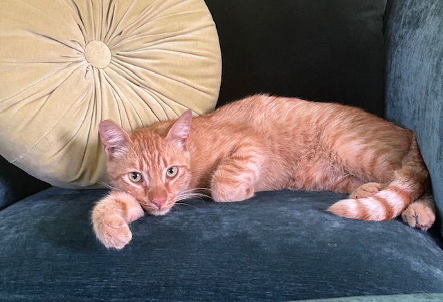 adoptable Cat in Marina Del Rey, CA named Leo - Contact Sylva